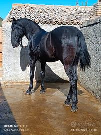 puledro Murgese