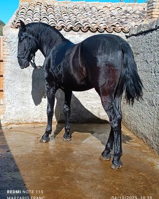 puledro Murgese