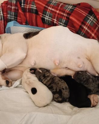 Bulldog francese