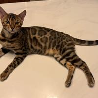Pako, gatto bengala 8 mesi