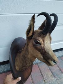 trofei 