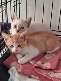 2 piccoli gattini meravigliosi