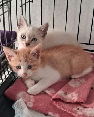2 piccoli gattini meravigliosi