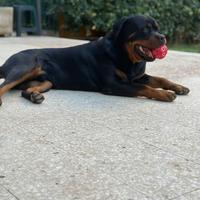 Rottweiler maschio per monta