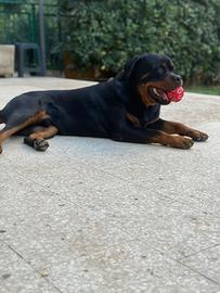 Rottweiler maschio per monta