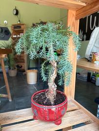 Bonsai Araucaria