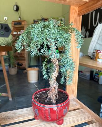 Bonsai Araucaria