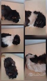 Cavie porcellini d'india