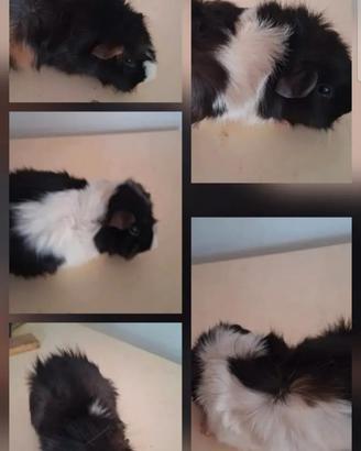 Cavie porcellini d'india