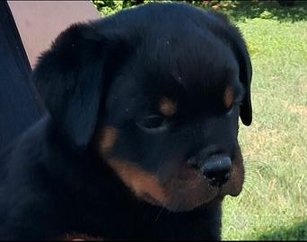 rottweiler  cuccioli 