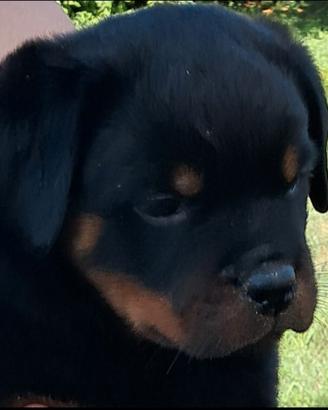 rottweiler  cuccioli 