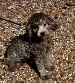 Barboncina Nana grigia