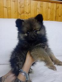 Volpino spitz di pomerania maschio
