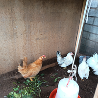 Galline nane da cova