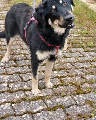 Stupenda cucciola mix pastore tedesco