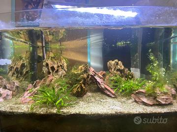 Acquario