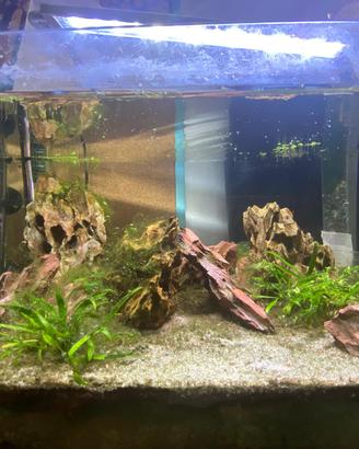 Acquario