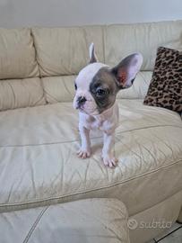 Cuccioli bulldog francese
