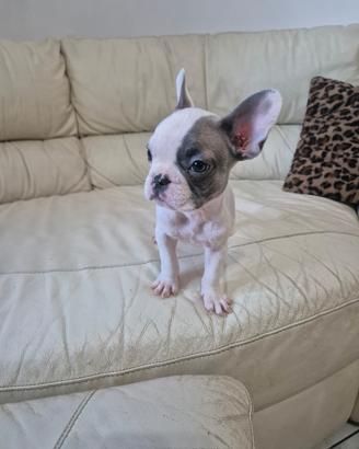 Cuccioli bulldog francese