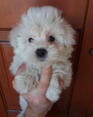 Maschietto Maltipoo taglia piccola