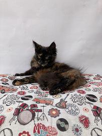 Maine Coon