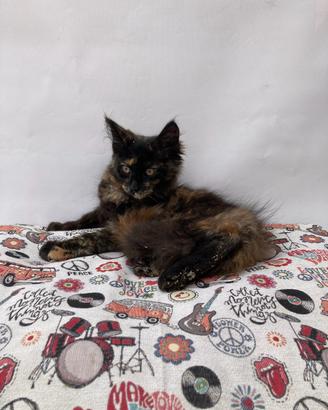 Maine Coon