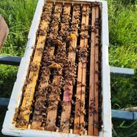 Sciami - famiglie- api 6 telaini- Cassette