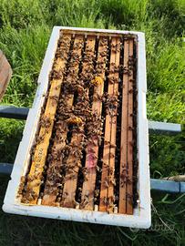 Sciami - famiglie- api 6 telaini- Cassette