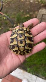 Tartarughe di terra
