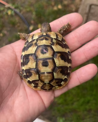 Tartarughe di terra