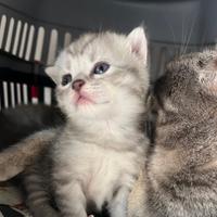 Cuccioli maschio e femmina