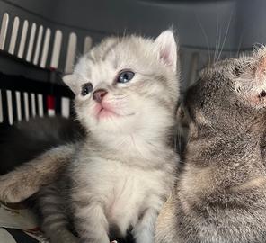 Cuccioli maschio e femmina