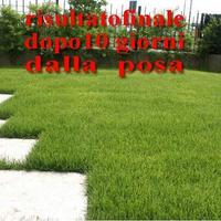 Erba a rotoli , prato in rotoli da distendere