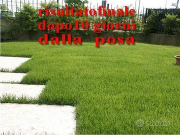 Erba a rotoli , prato in rotoli da distendere