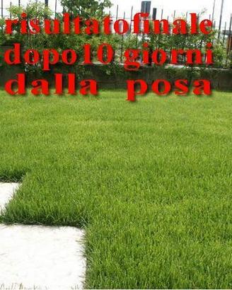 Erba a rotoli , prato in rotoli da distendere