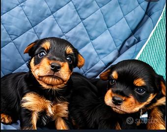Cuccioli di Yorkshire