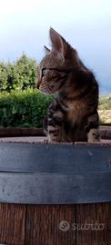 Gattini