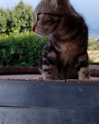 Gattini
