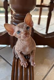 Sphynx canadian