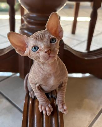 Sphynx canadian