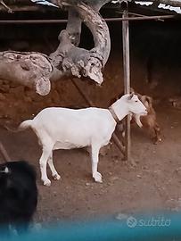 capra saneen originale 