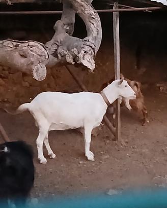 capra saneen originale 