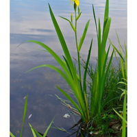 Pianta laghetto palustre IRIS PSEUDOCORUS