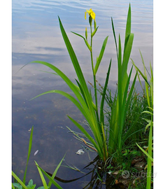 Pianta laghetto palustre IRIS PSEUDOCORUS