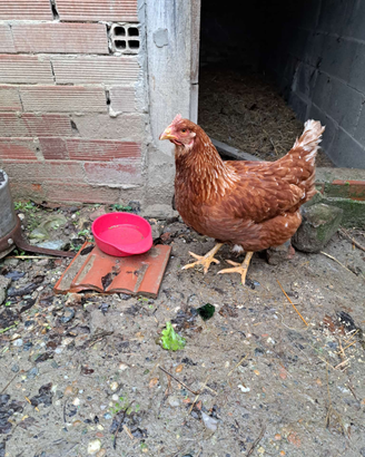 Galline ovaiole