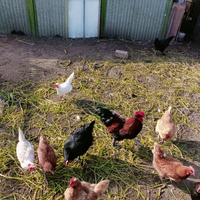 Tris galline marans