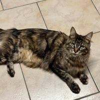 Maine coon femmina adulta