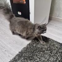 Gatto per acopiamento