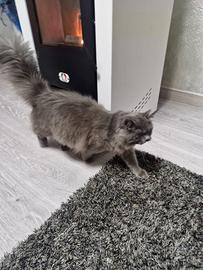 Gatto per acopiamento