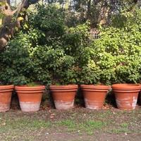 VASI  GRANDI DI TERRACOTTA